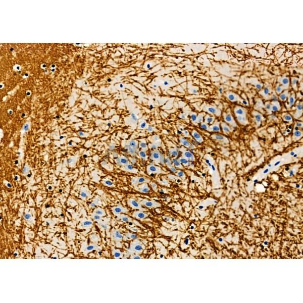 KCNG4 Antibody - DF9765 at 1/100 staining Mouse heart tissue by IHC-P.