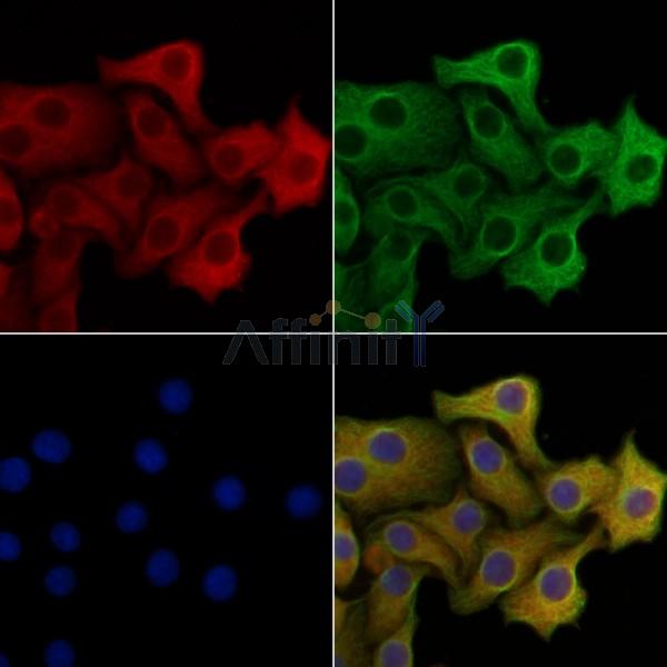 PERK Mouse monoclonal Antibody - BF8011 staining Hela cells by IF/ICC.