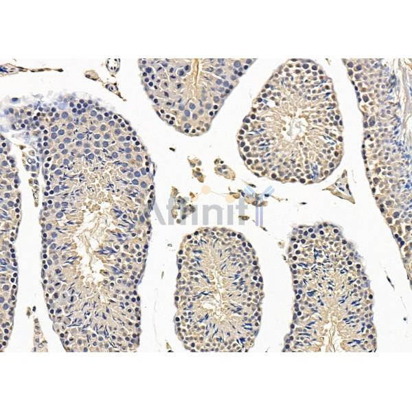 Brachyury / Bry Antibody - DF13238 at 1/100 staining Mouse testis tissue by IHC-P.