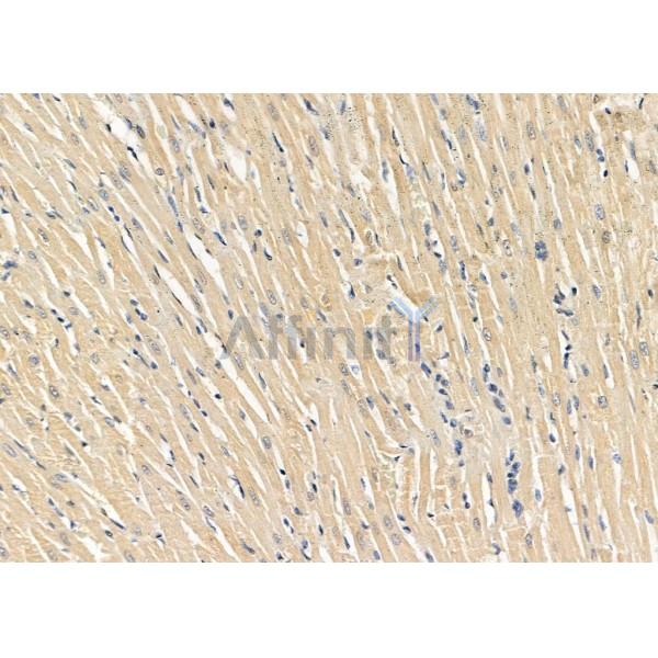 Neuronatin Antibody - DF13349 at 1/100 staining Rat heart tissue by IHC-P.