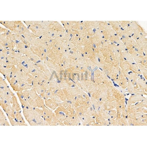 Glypican 2 Antibody - DF13374 at 1/100 staining Mouse heart tissue by IHC-P.