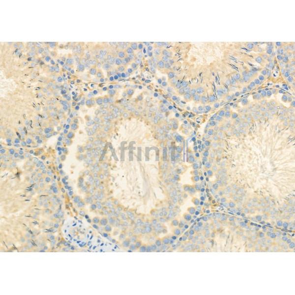 CEACAM6 Antibody - DF8029 at 1/100 staining Rat testis tissue by IHC-P.