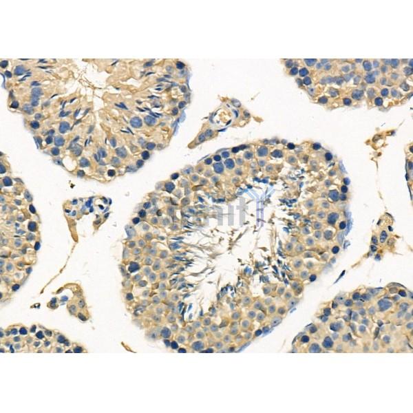 Lactoferrin Antibody - DF8059 at 1/100 staining Mouse testis tissue by IHC-P.