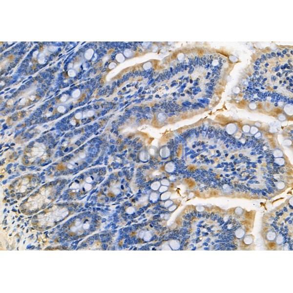 SEP15 Antibody - DF8136 at 1/100 staining Mouse colorectal tissue by IHC-P.