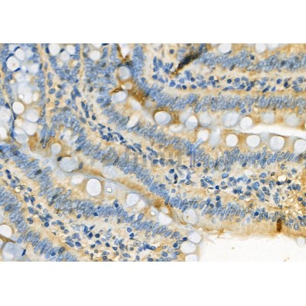 SEP15 Antibody - DF8136 at 1/100 staining Rat colorectal tissue by IHC-P.