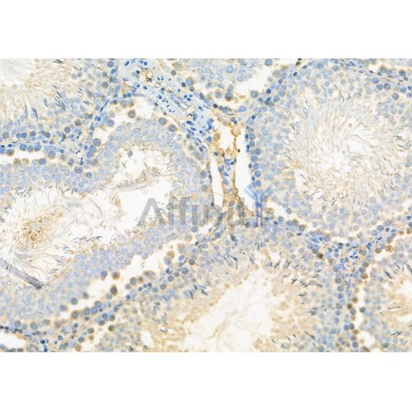 SEP15 Antibody - DF8136 at 1/100 staining Rat testis tissue by IHC-P.