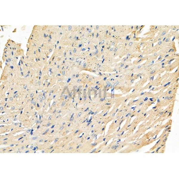 SEPP1 Antibody - DF8258 at 1/100 staining Rat heart tissue by IHC-P.