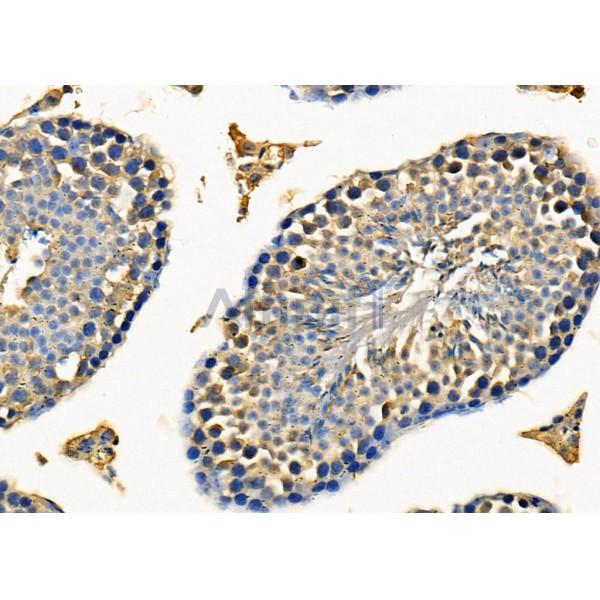 Galectin 8 Antibody - DF8262 at 1/100 staining Mouse testis tissue by IHC-P.