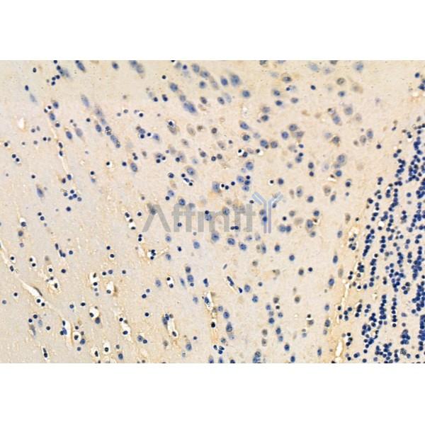 eEF1B2 Antibody - DF8537 at 1/100 staining Mouse brain tissue by IHC-P.