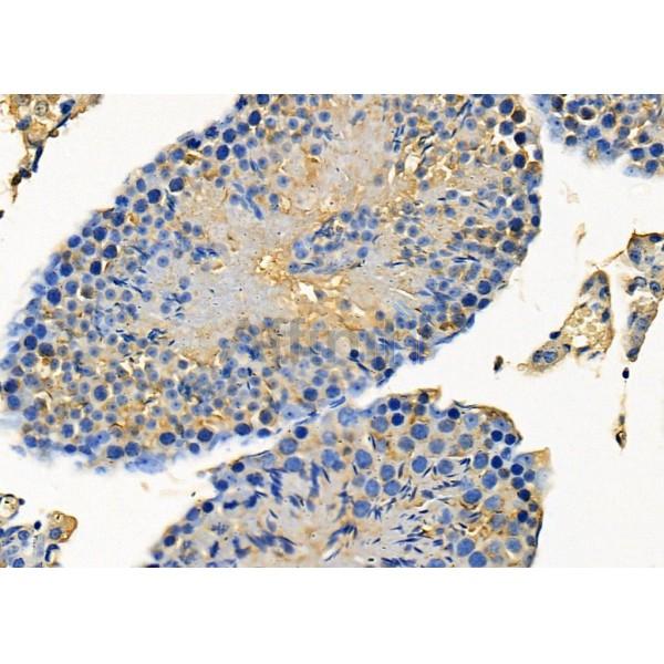 TAAR3 Antibody - DF8723 at 1/100 staining Mouse testis tissue by IHC-P.