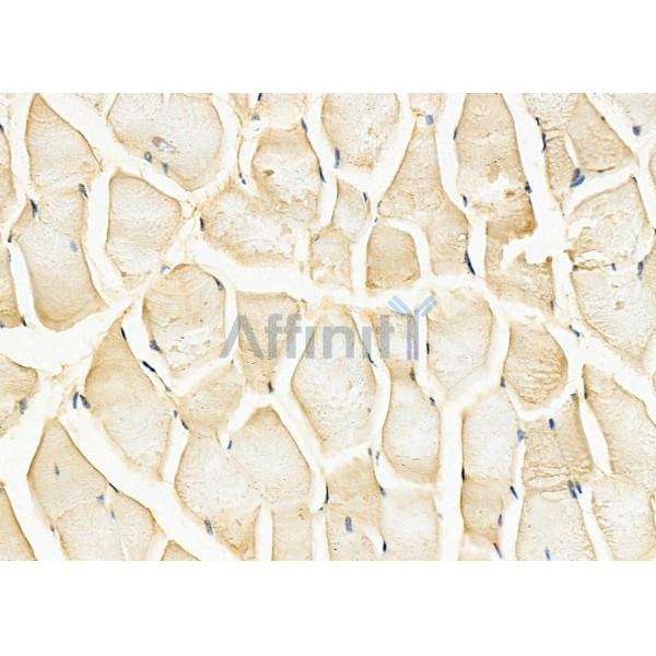 TAAR3 Antibody - DF8723 at 1/100 staining Mouse muscle tissue by IHC-P.