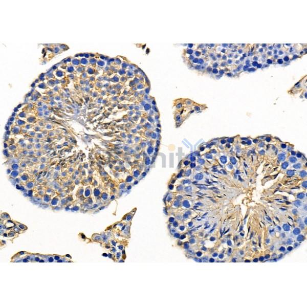 AKAP12 Antibody - DF8813 at 1/100 staining Mouse testis tissue by IHC-P.