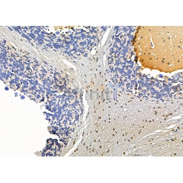 EMX2 Antibody - DF8815 at 1/100 staining Rat brain tissue by IHC-P.
