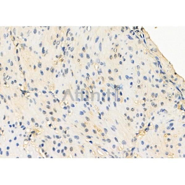 EMX2 Antibody - DF8815 at 1/100 staining Rat stomach tissue by IHC-P.
