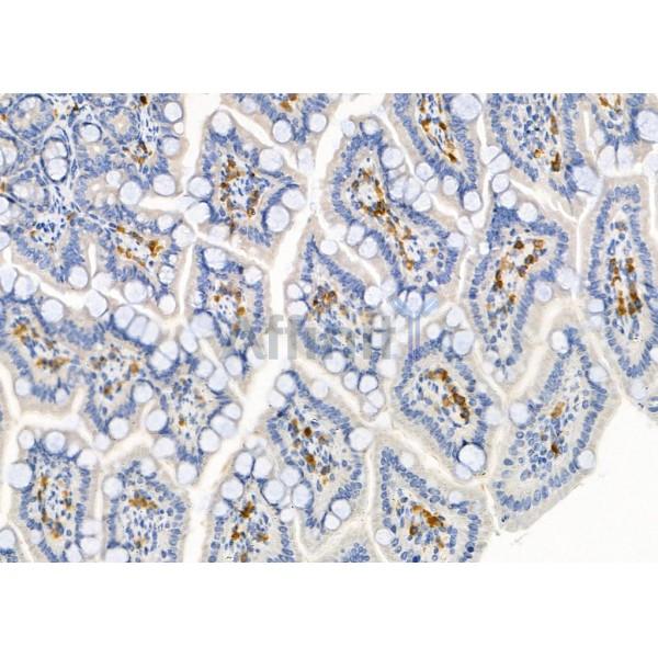 S100A7 Antibody - DF9783 at 1/100 staining Mouse colorectal tissue by IHC-P.