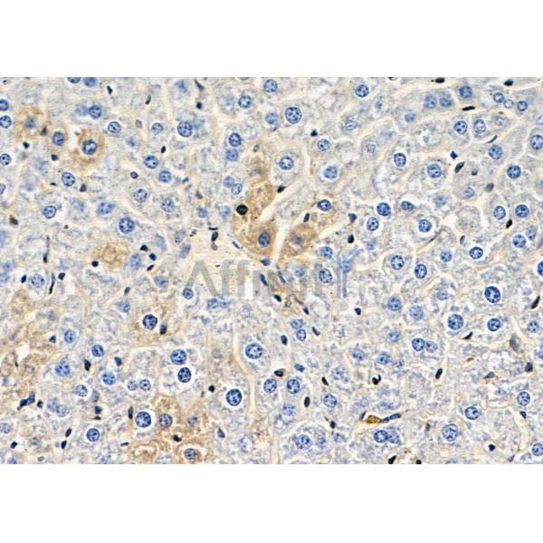 SERPINA10 Antibody - DF9787 at 1/100 staining Mouse liver tissue by IHC-P.