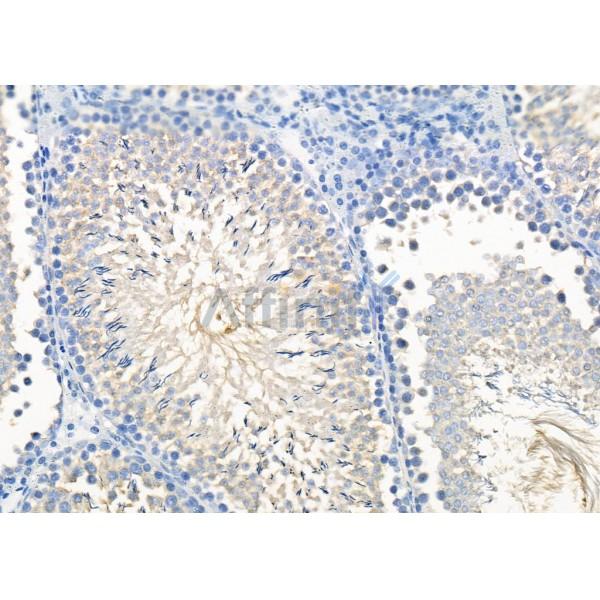 RAB11FIP1 Antibody - DF9795 at 1/100 staining Rat testis tissue by IHC-P.