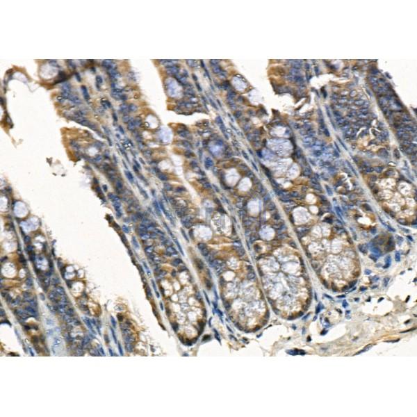 SERP1 Antibody - DF9873 at 1/100 staining Mouse colorectal tissue by IHC-P.