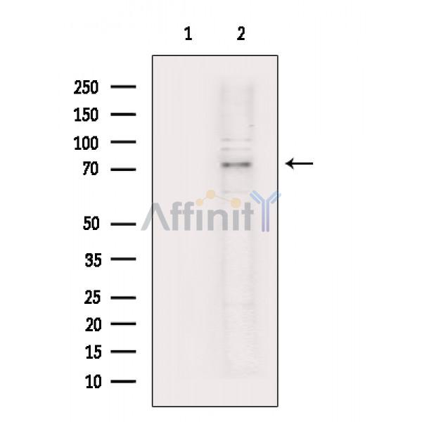 MYST2 Antibody - Western blot analysis of extracts from Hela cells, using MYST2 Antibody.