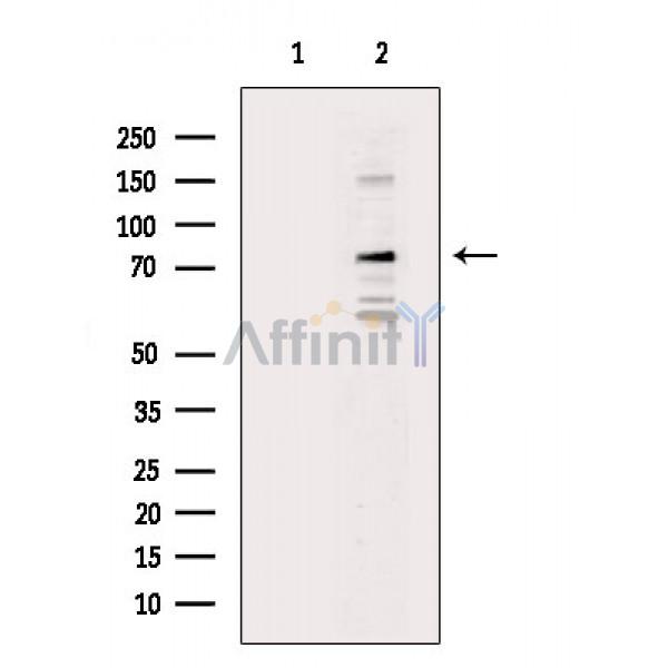 DRP1 Antibody - Western blot analysis of extracts from 293 cells, using DRP1 Antibody.