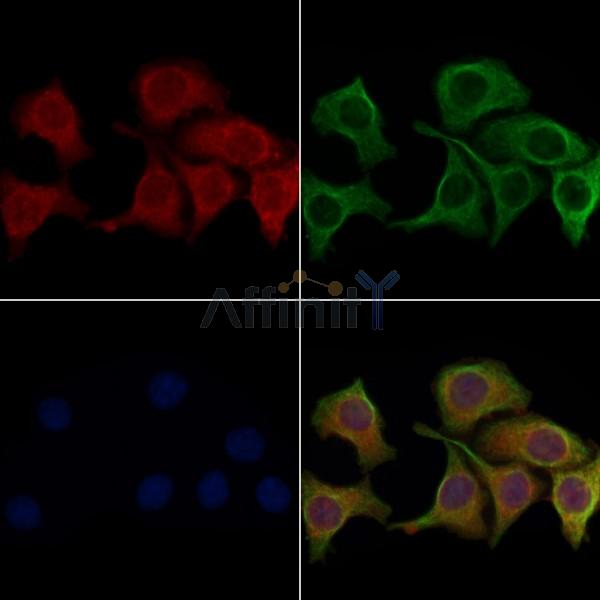 AQP0 Antibody - AF5194 staining Hela cells by IF/ICC.