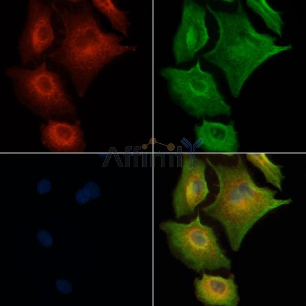 OR1E2 Antibody - DF10240 staining A549 cells by IF/ICC.