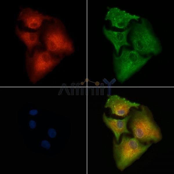 OR56A4/5 Antibody - DF10292 staining A549 cells by IF/ICC.