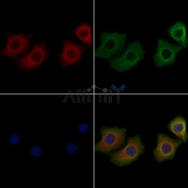 STMN3 Antibody - DF4546 staining Hela cells by IF/ICC.
