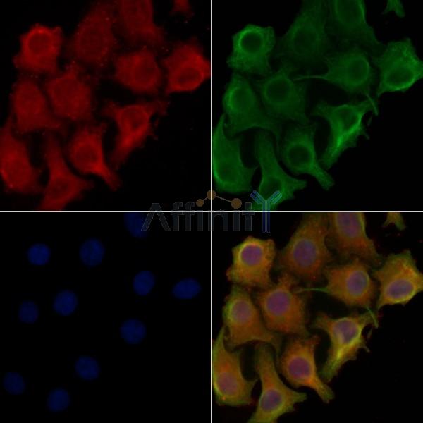 CD300LG Antibody - DF4814 staining Hela cells by IF/ICC.