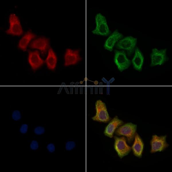 CLPT1 Antibody - DF4862 staining Hela cells by IF/ICC.