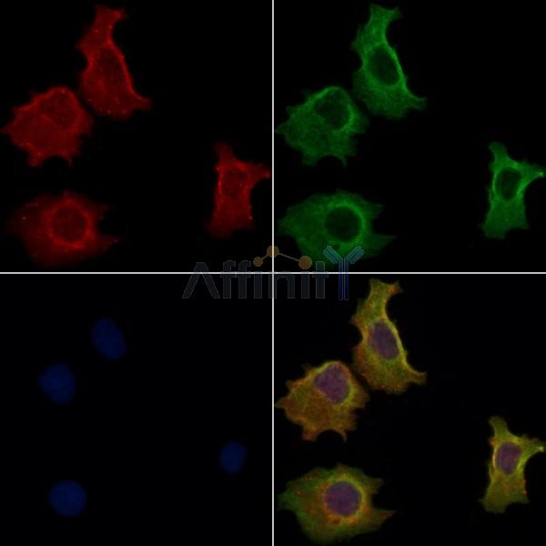GPR108 Antibody - DF4940 staining Hela cells by IF/ICC.