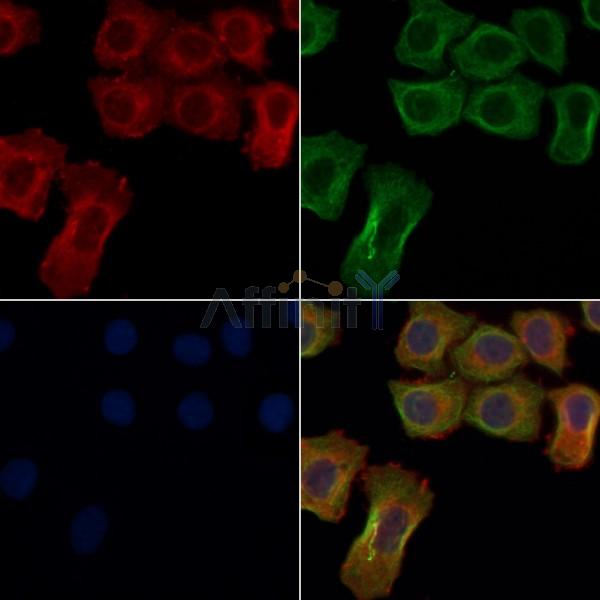 GPR114 Antibody - DF4942 staining Hela cells by IF/ICC.