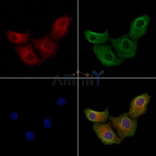GPR144 Antibody - DF4950 staining Hela cells by IF/ICC.