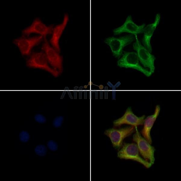 OR10H4 Antibody - DF5051 staining Hela cells by IF/ICC.