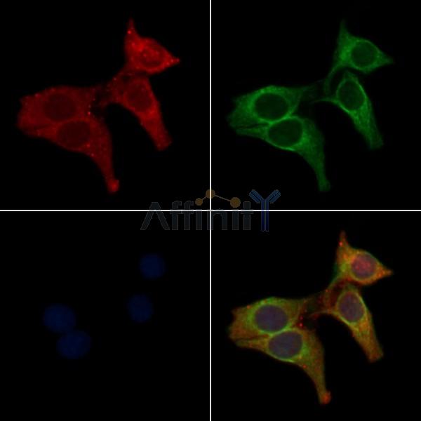 OR2B2 Antibody - DF5066 staining Hela cells by IF/ICC.