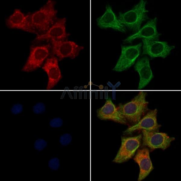 OR2G2 Antibody - DF5070 staining Hela cells by IF/ICC.