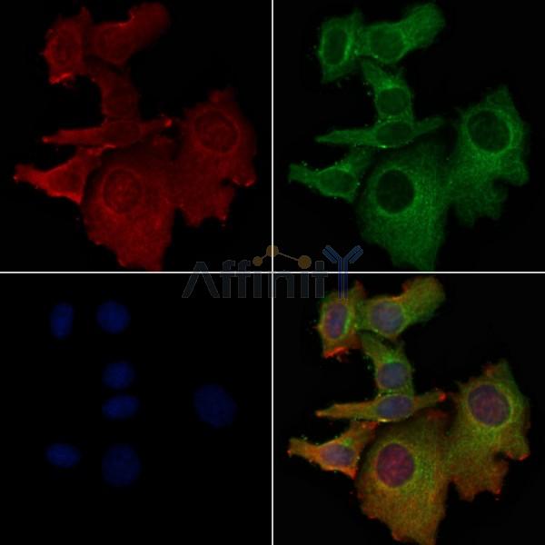 OR4D1 Antibody - DF5091 staining Hela cells by IF/ICC.
