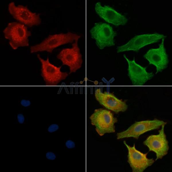 OR51H1 Antibody - DF5190 staining A549 cells by IF/ICC.