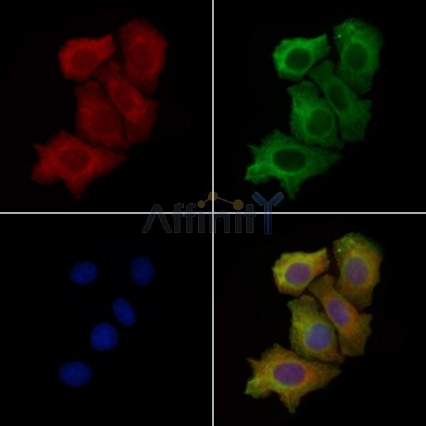 Calpain 2 Antibody - DF7807 staining Hela cells by IF/ICC.