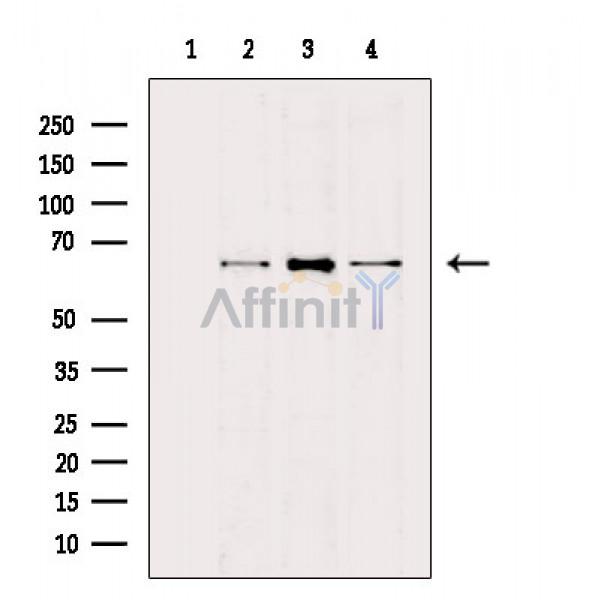 NF-kB p65 Antibody - Western blot analysis of extracts from various samples, using NF-kB p65 Antibody.