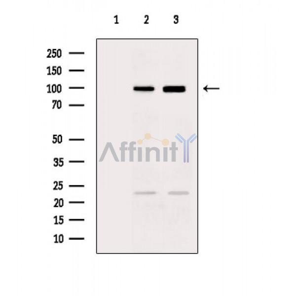 CUL4B Antibody - Western blot analysis of extracts from various samples, using CUL4B Antibody.
