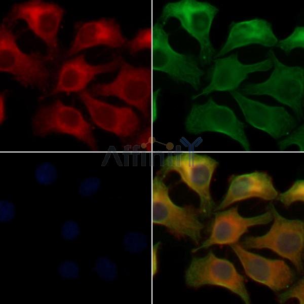 OR5A1 Antibody - DF5203 staining Hela cells by IF/ICC.