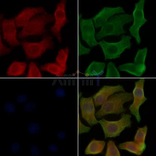 OR8G2 Antibody - DF5209 staining Hela cells by IF/ICC.