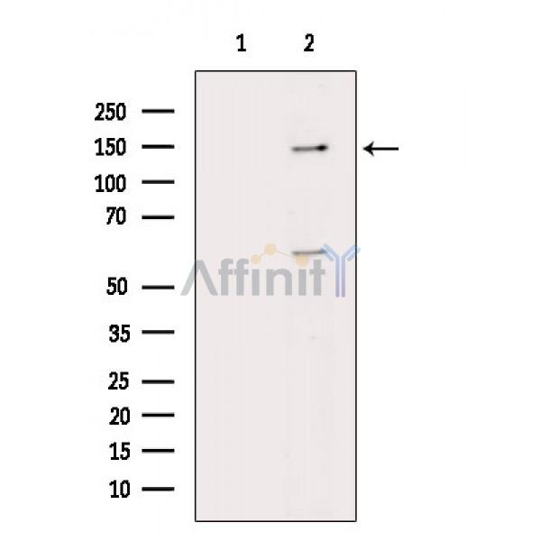 MVP Antibody - Western blot analysis of extracts from HepG2 cells(LPS 4h treatment), using MVP Antibody.