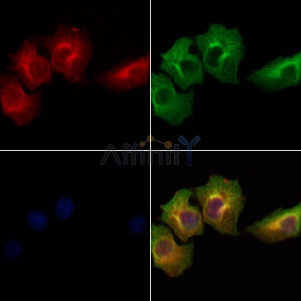CD300A Antibody - DF8434 staining Hela cells by IF/ICC.