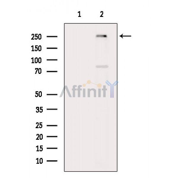 Phospho-mTOR (Ser2448) Antibody - Western blot analysis of extracts from RAW264.