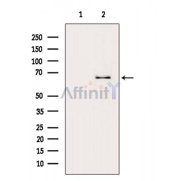 NF-kB p65 Antibody - Western blot analysis of extracts from RAW264.