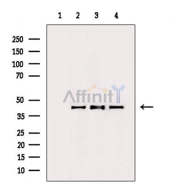 beta Actin Antibody - Western blot analysis of extracts from various samples, using beta Actin Antibody.
