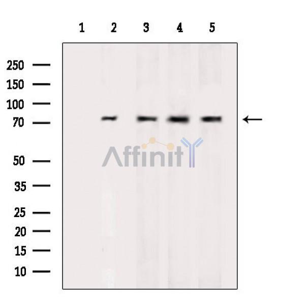 GRP78 Mouse monoclonal Antibody - Western blot analysis of various lysates, using GRP78 Mouse monoclonal Antibody.