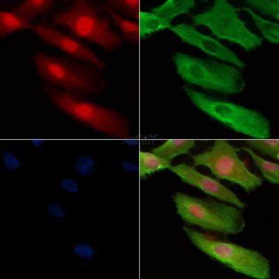 Phospho-TMS1/ASC (Ser195) Antibody - AF3515 staining A549 cells(H2O2 treatment) by IF/ICC.
